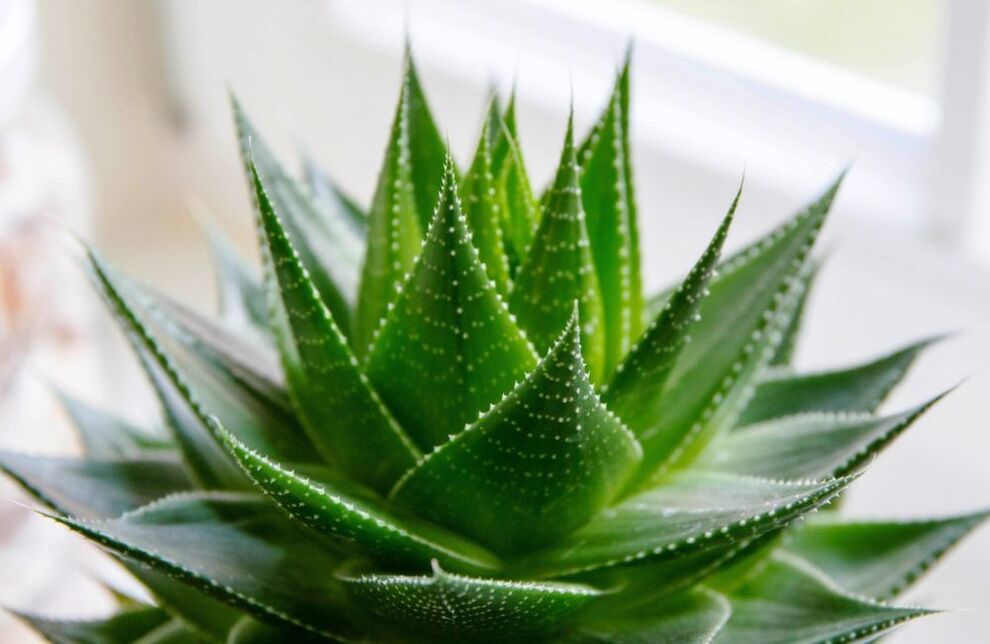 aloe alang sa pagpadako sa penis