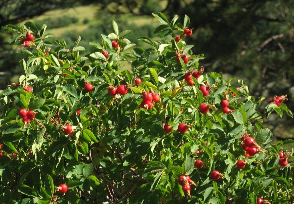 rosehip alang sa pagpadako sa penis