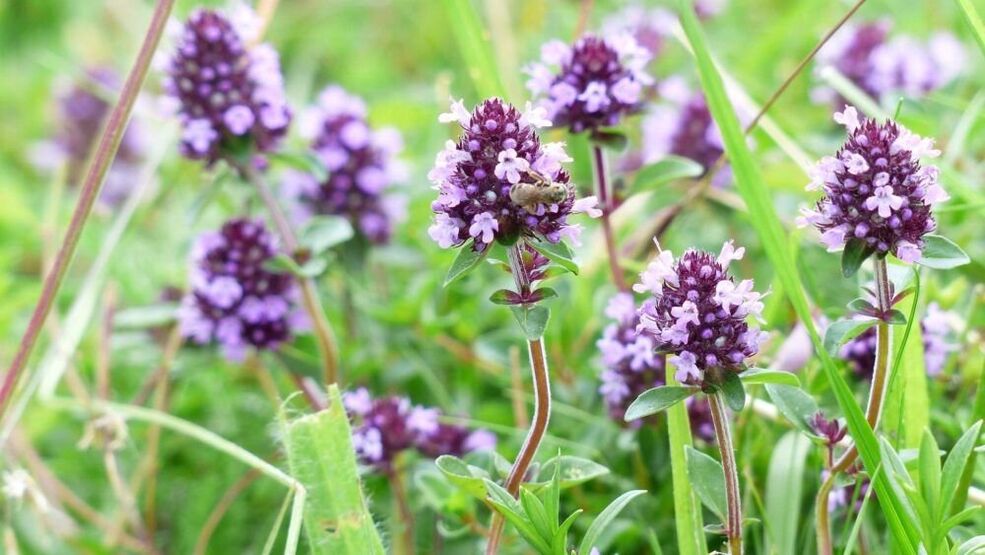 thyme herb alang sa pagpadako sa penis